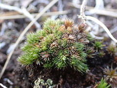 Selaginella densa scopulorum