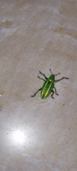Curculionidae