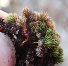 Selaginella densa scopulorum