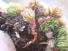 Selaginella densa scopulorum