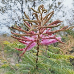 Mimosa benthamii