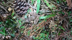 Rana longicrus