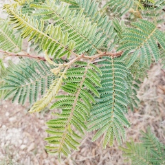 Mimosa benthamii