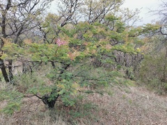 Mimosa benthamii
