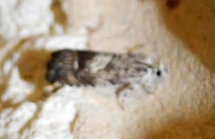 Ofatulena duodecemstriata