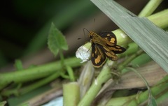 Taractrocera luzonensis