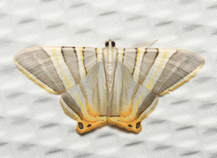 Phrygionis platinata