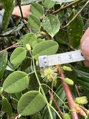 Passiflora gracillima