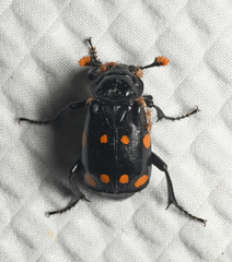 Nicrophorus didymus