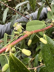 Passiflora gracillima
