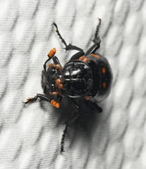 Nicrophorus didymus