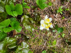 Caltha biflora