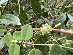 Passiflora gracillima