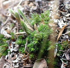Selaginella densa scopulorum