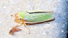 Xyphon flaviceps