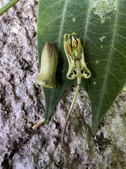 Passiflora tribolophylla