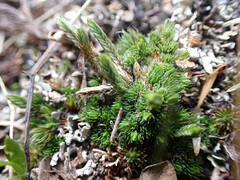 Selaginella densa scopulorum