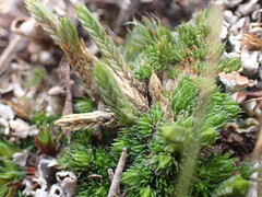 Selaginella densa scopulorum