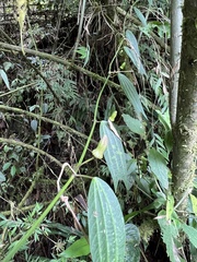 Passiflora tribolophylla