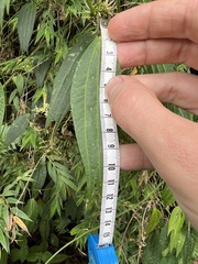 Passiflora tribolophylla