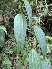Passiflora tribolophylla