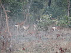 Alcelaphus buselaphus lichtensteinii