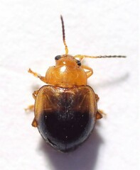 Nisotra bicolorata