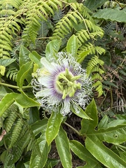 Passiflora edulis edulis