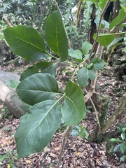 Allophylus timorensis