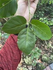 Allophylus timorensis