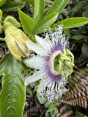 Passiflora edulis edulis