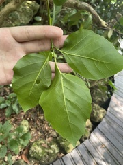 Allophylus timorensis