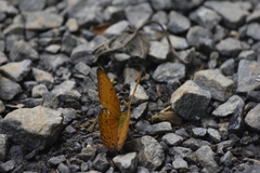 Cirrochroa tyche mithila