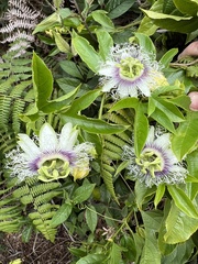 Passiflora edulis edulis