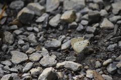 Cyrestis cocles cocles