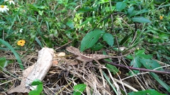 Diploderma swinhonis