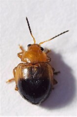 Nisotra bicolorata