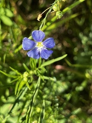 Linum lewisii
