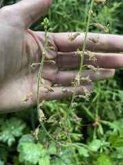 Tolmiea diplomenziesii