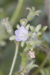 Phacelia eisenii