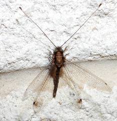 Ululodes macleayanus