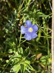 Linum lewisii