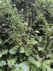 Tolmiea diplomenziesii