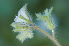 Phacelia eisenii