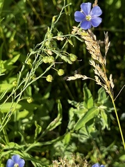 Linum lewisii