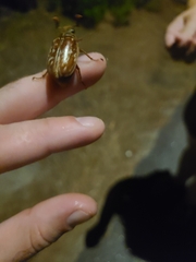 Polyphylla variolosa