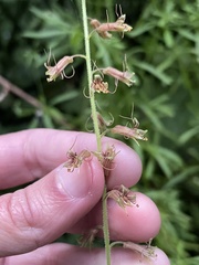Tolmiea diplomenziesii
