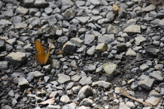 Cirrochroa tyche mithila