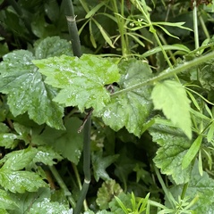 Tolmiea diplomenziesii