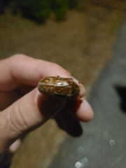 Polyphylla variolosa